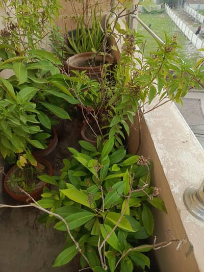 All plants with pots urgent sales