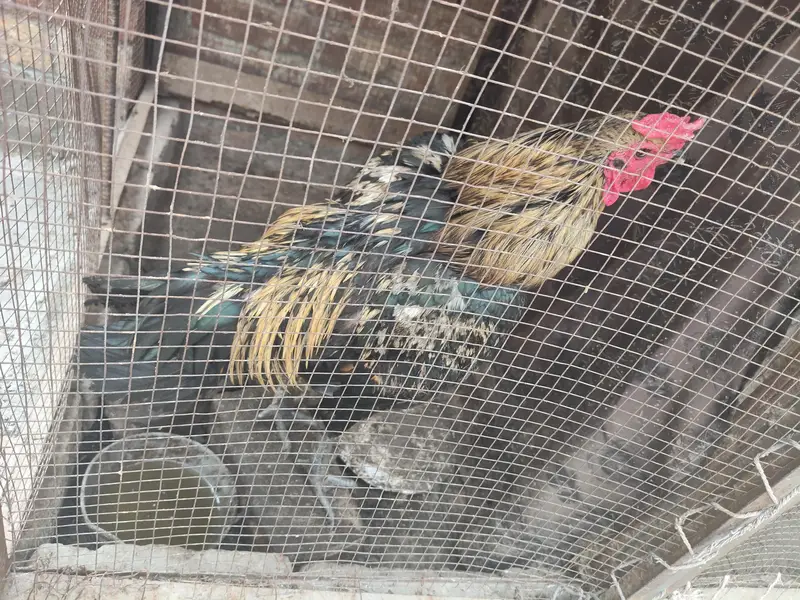aseel mianwali male — photo 3