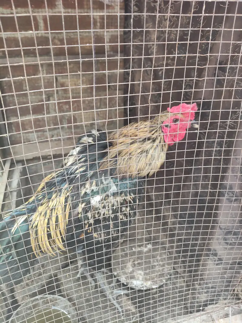 aseel mianwali male — photo 4