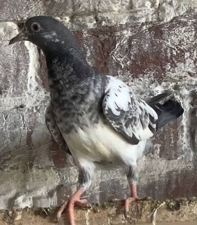 BREADER PAIR BABY PIGEON