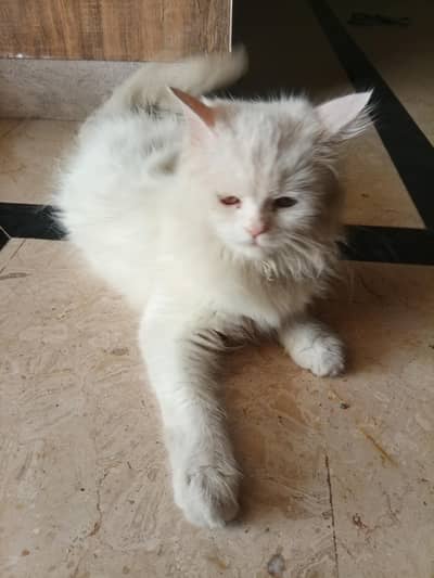 Persian cat for sale