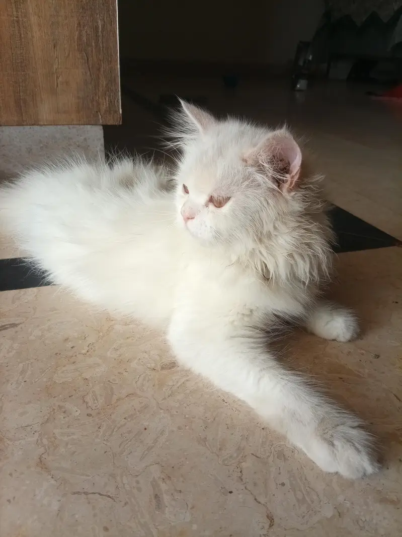 Persian cat for sale — photo 2