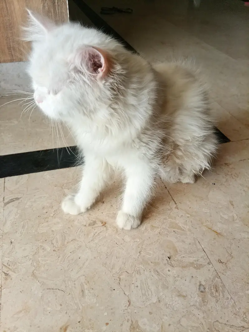 Persian cat for sale — photo 3