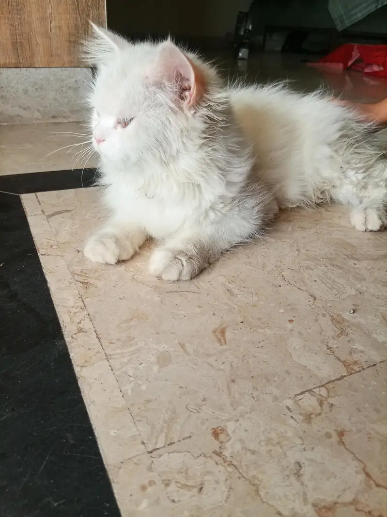 Persian cat for sale — photo 4