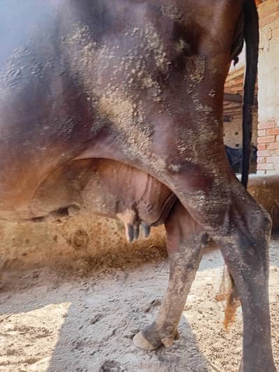 Cow for sale