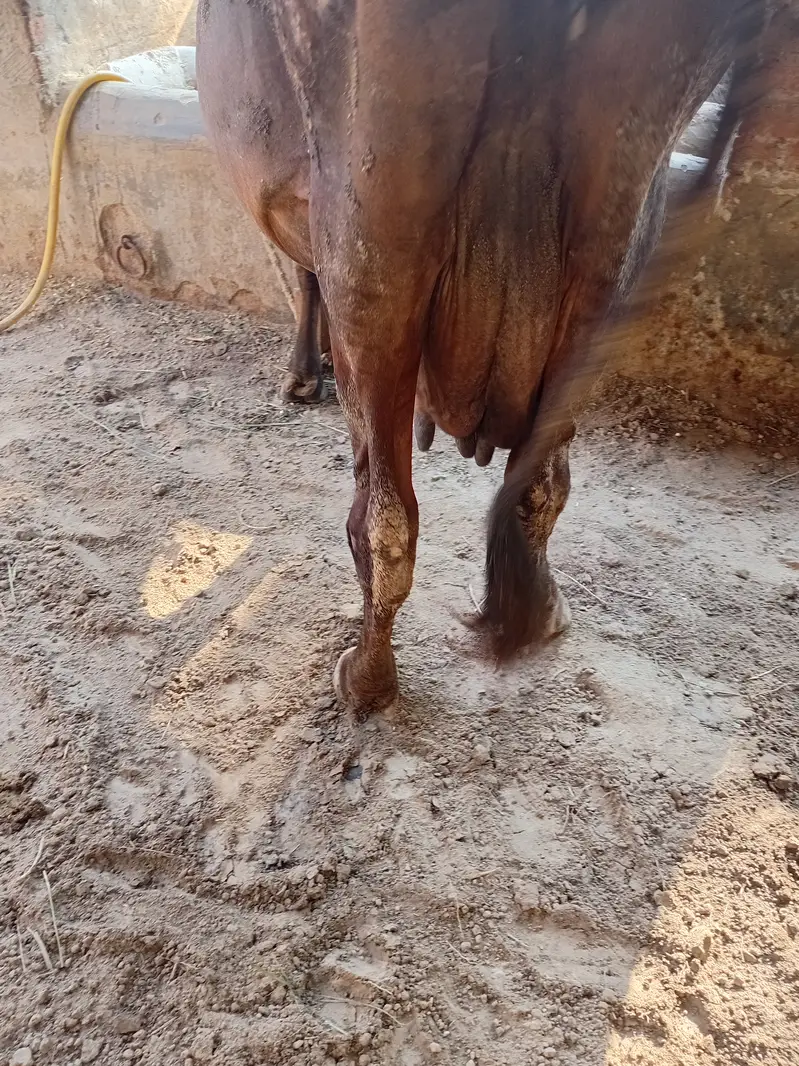 Cow for sale — photo 2