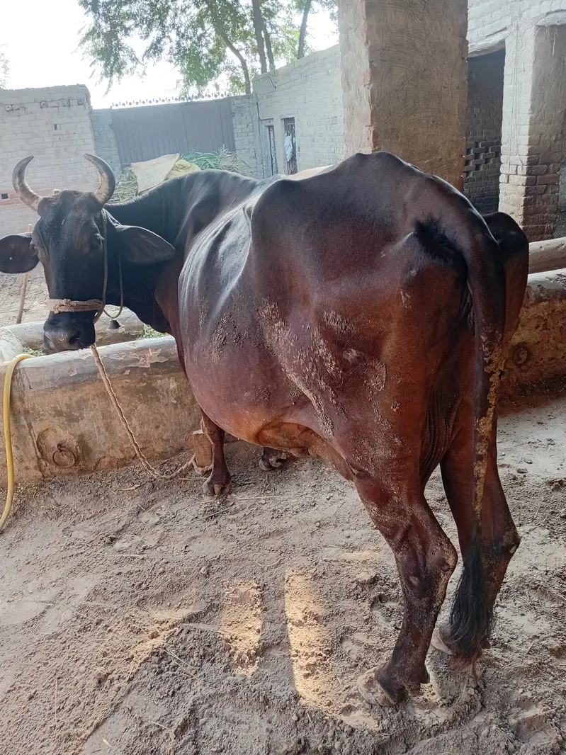 Cow for sale — photo 3