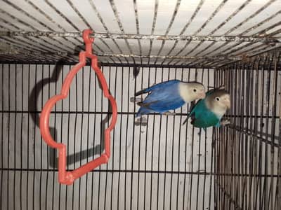 Blue fisher male x violet opaline female confirm breader pair