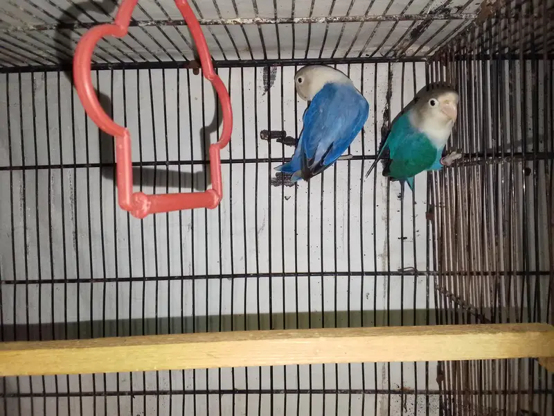 Blue fisher male x violet opaline female confirm breader pair — photo 2