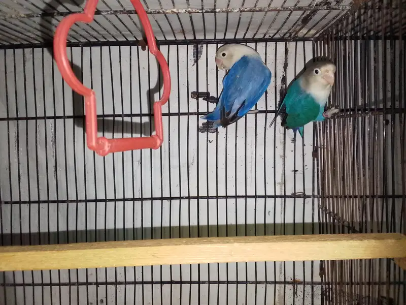 Blue fisher male x violet opaline female confirm breader pair — photo 3