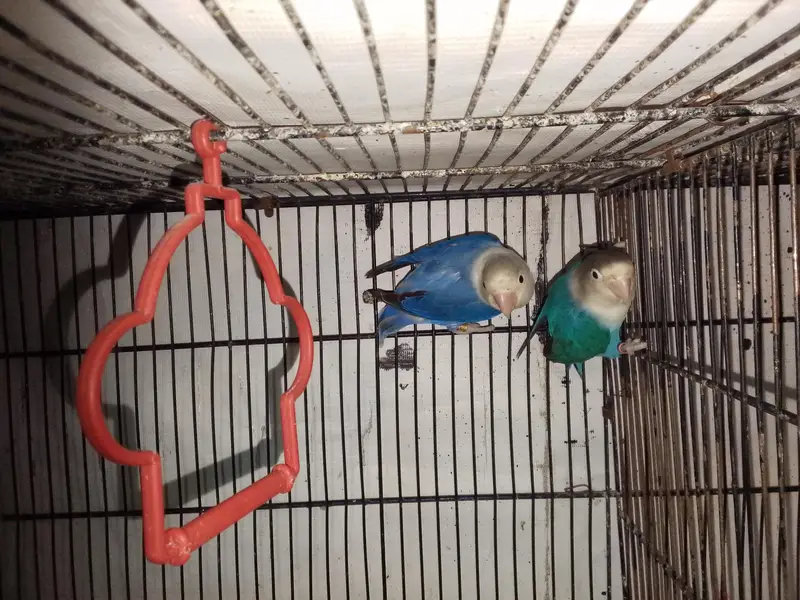 Blue fisher male x violet opaline female confirm breader pair — photo 4