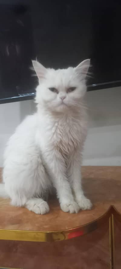 percian punched face CAT