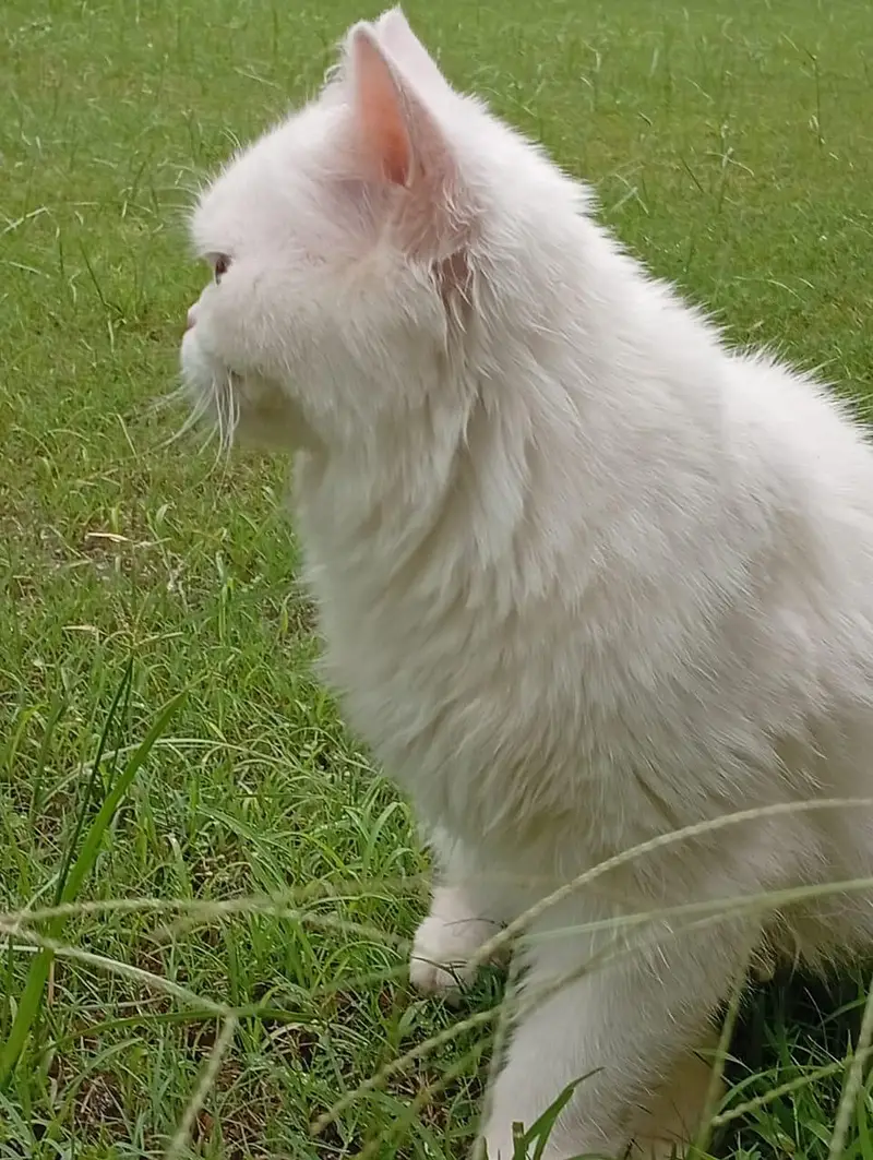 percian punched face CAT — photo 4