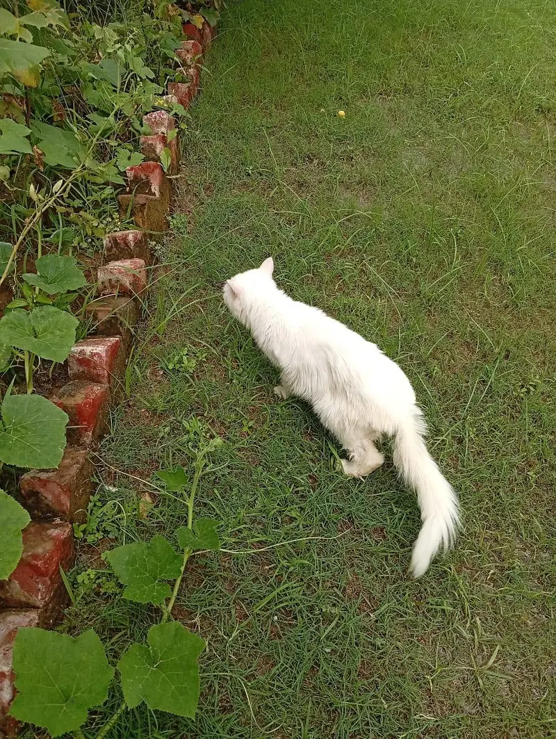percian punched face CAT — photo 5
