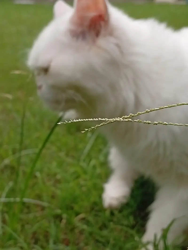 percian punched face CAT — photo 7