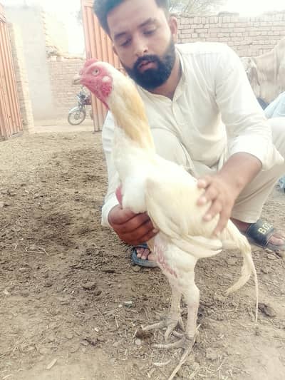 White aseel