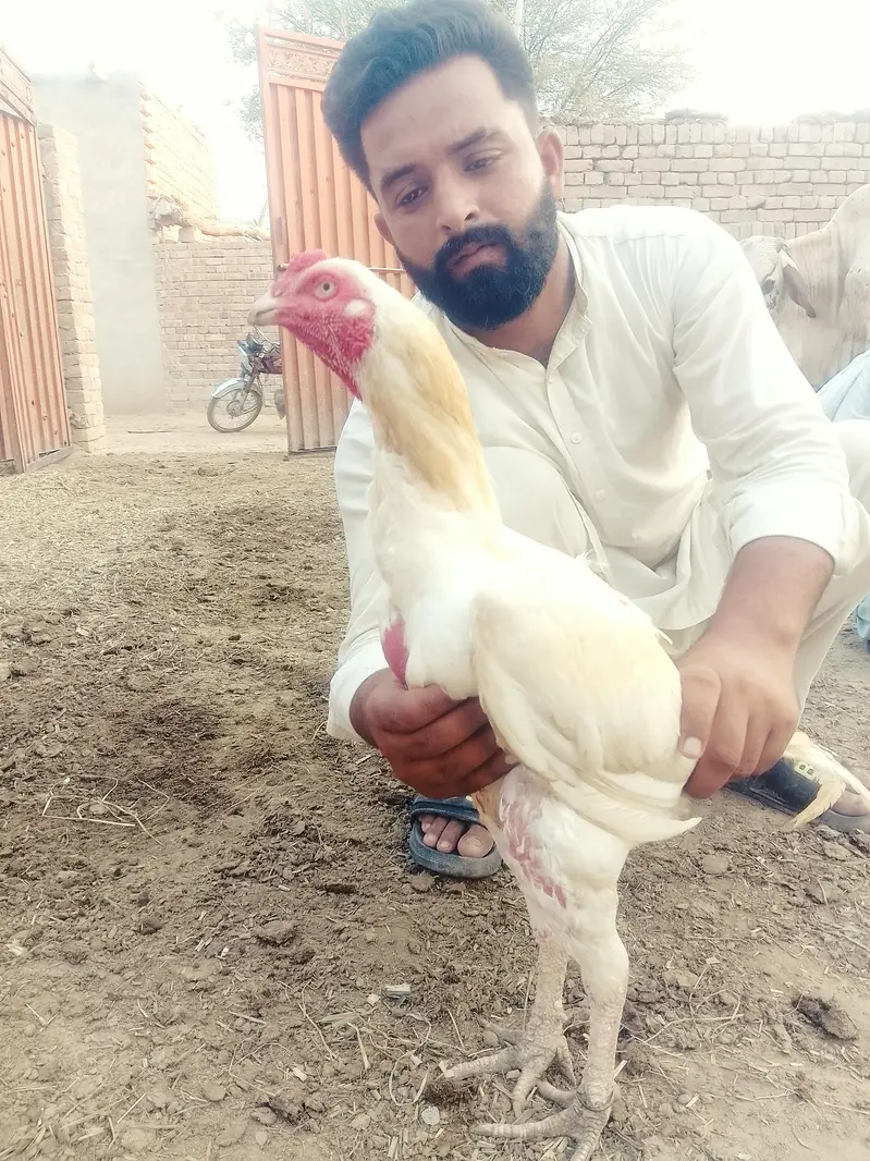 White aseel — photo 2