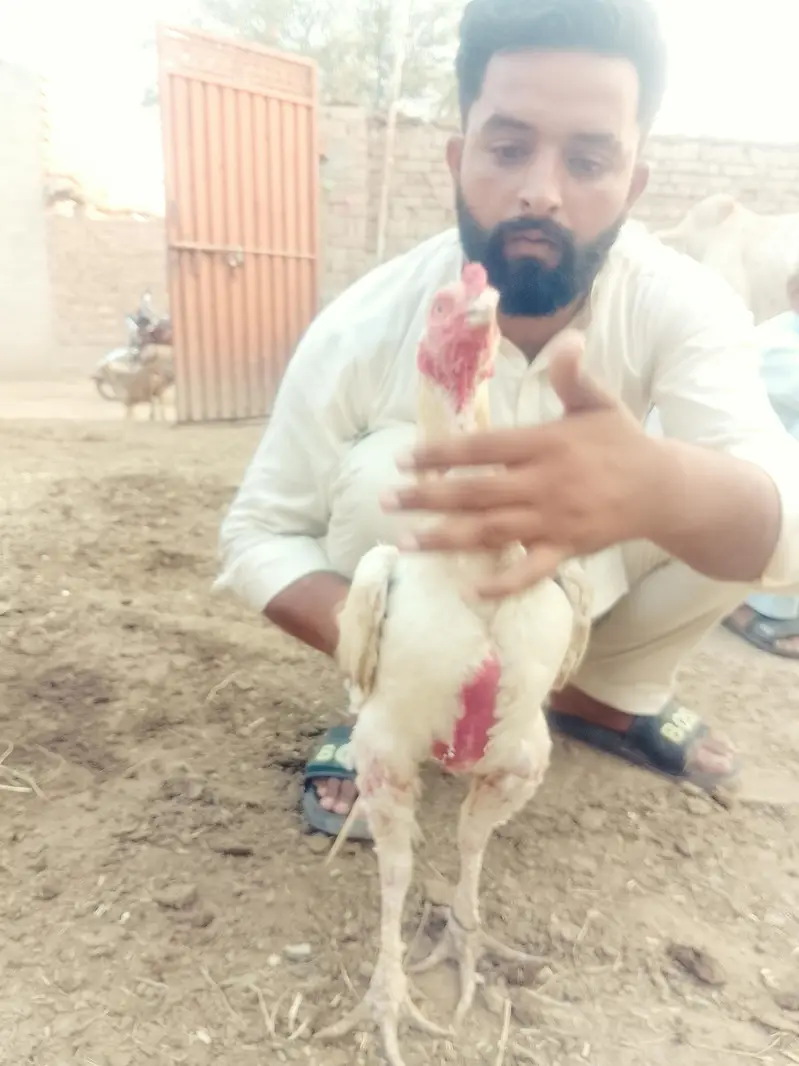 White aseel — photo 4