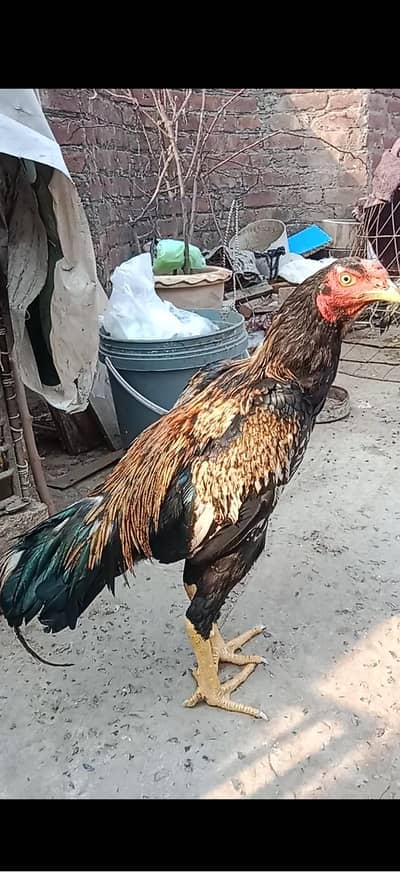 aseel double hadi me 03106295848