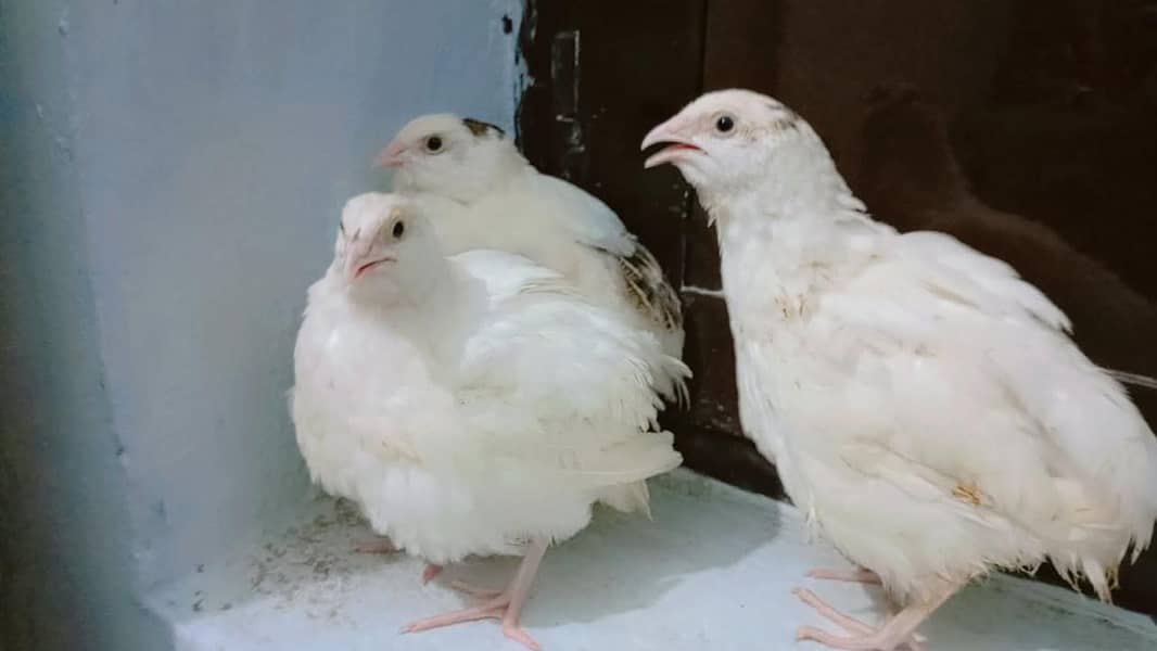 white Quail 1