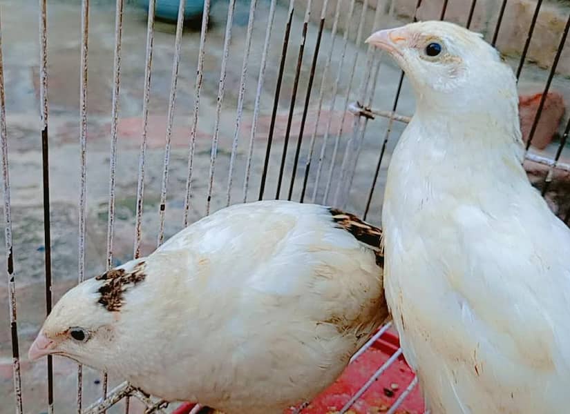 white Quail 0