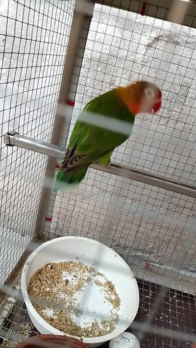 green King fisher love birds pair age 8+ months