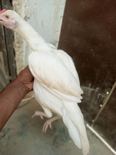 andoo ki guarantee hain pure heera paper white hain
