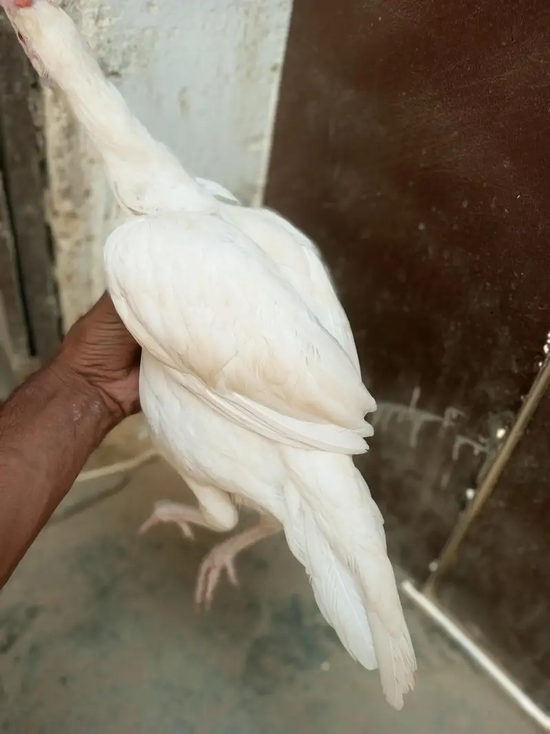 andoo ki guarantee hain pure heera paper white hain — photo 2