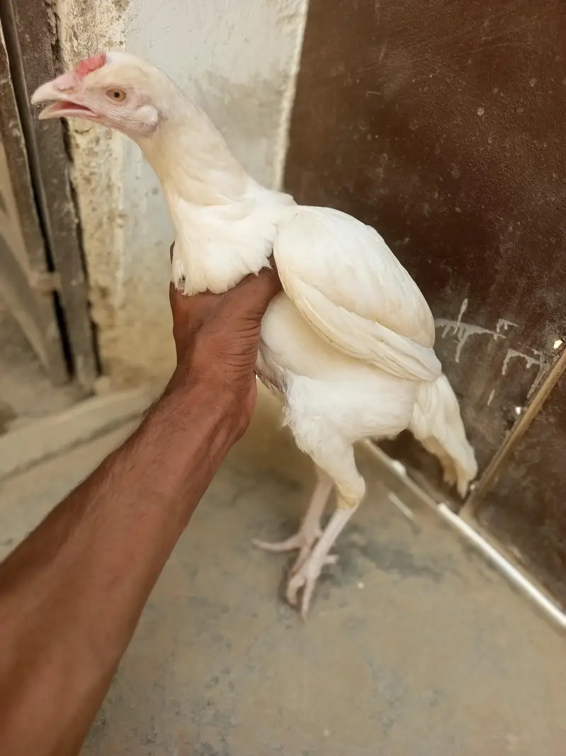 andoo ki guarantee hain pure heera paper white hain — photo 4