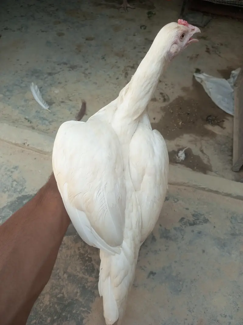 andoo ki guarantee hain pure heera paper white hain — photo 5