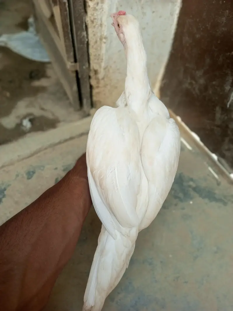 andoo ki guarantee hain pure heera paper white hain — photo 6