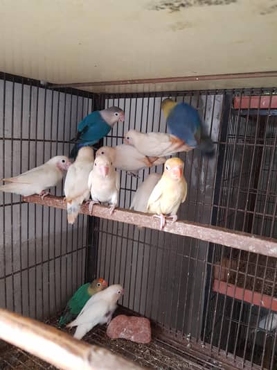 albino