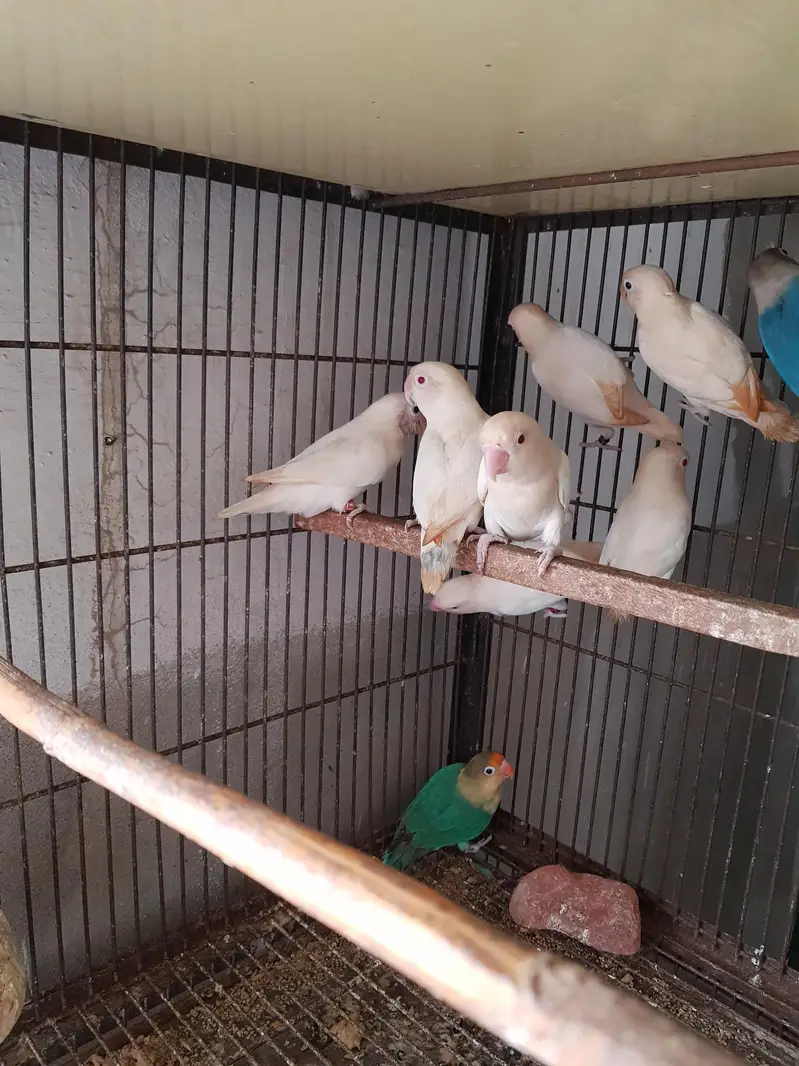 albino — photo 2