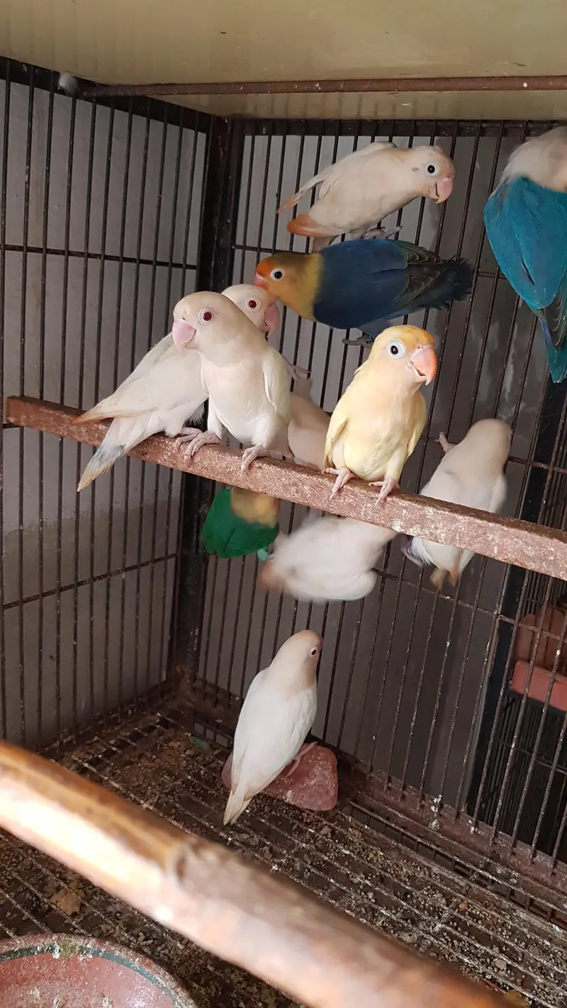 albino — photo 4