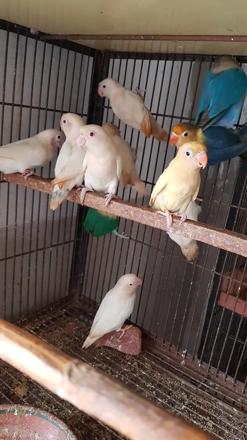 albino — photo 5