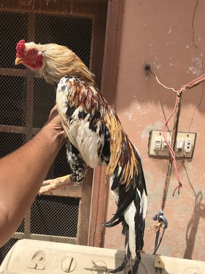 Top quality aseel murgy murga murgi morgy male