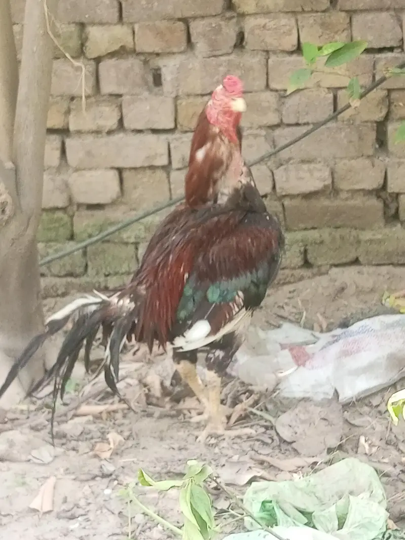 mianwali aseel — photo 2