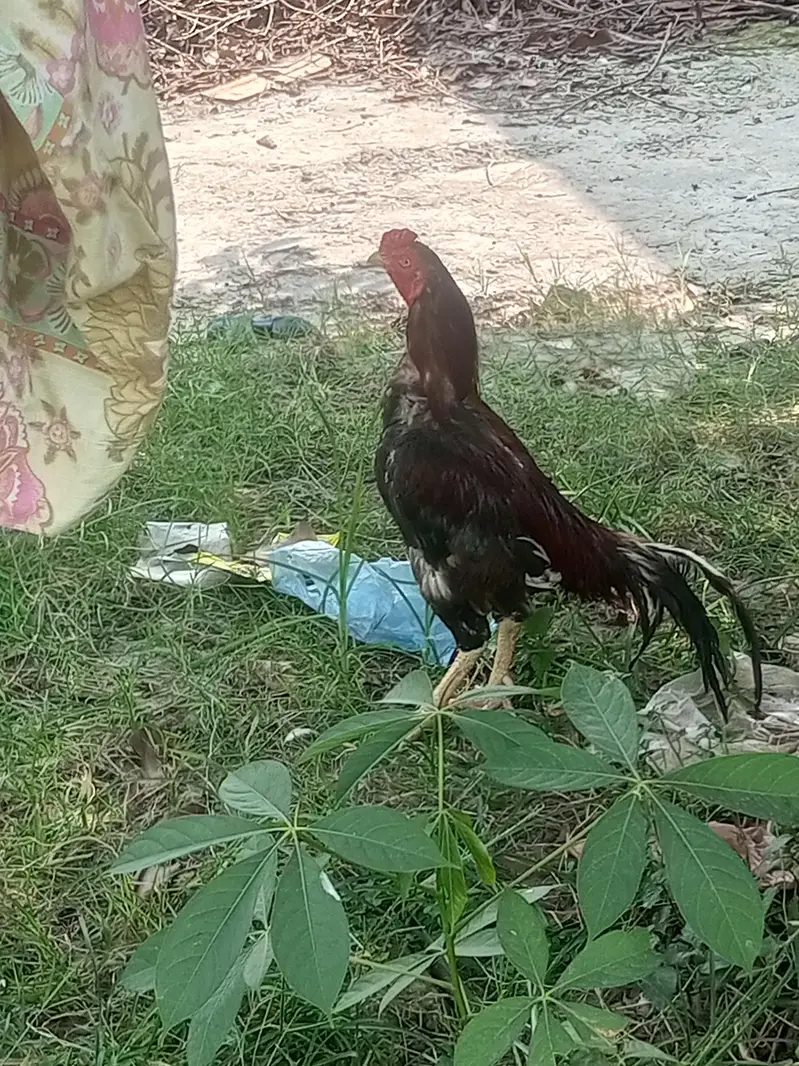 mianwali aseel — photo 3