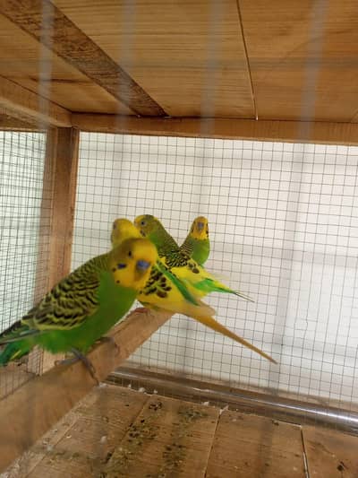 budgies, love bird, cocktail, dove