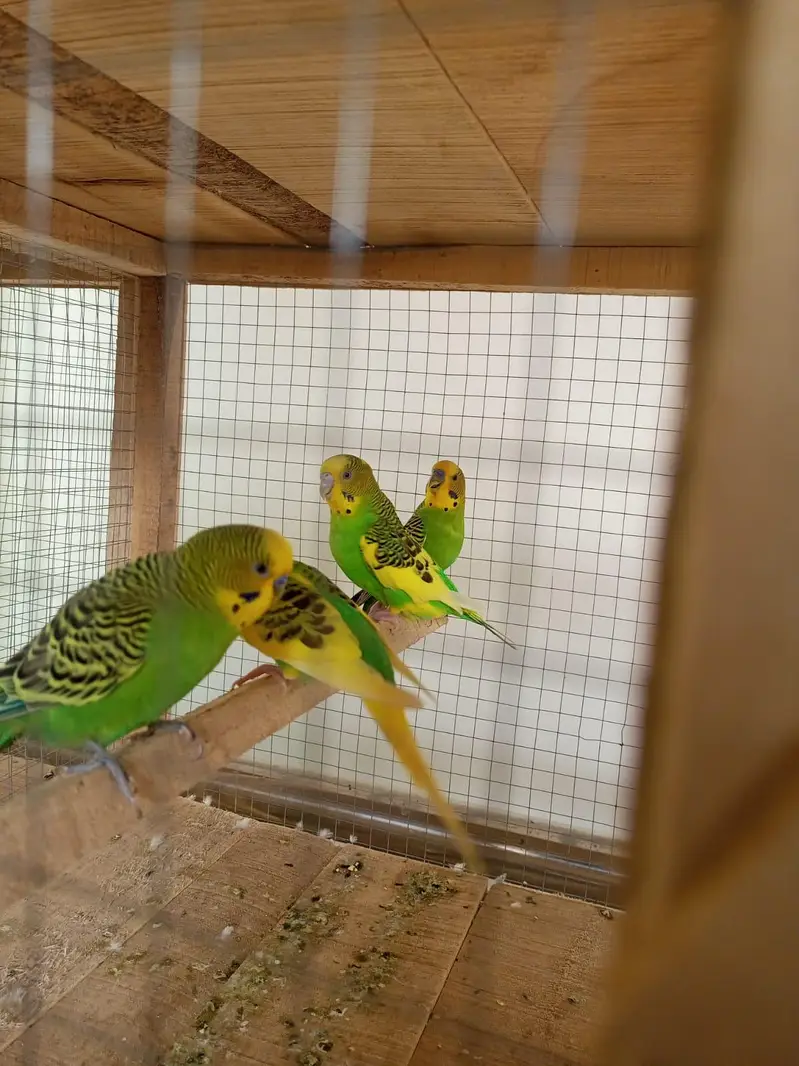 budgies, love bird, cocktail, dove — photo 2