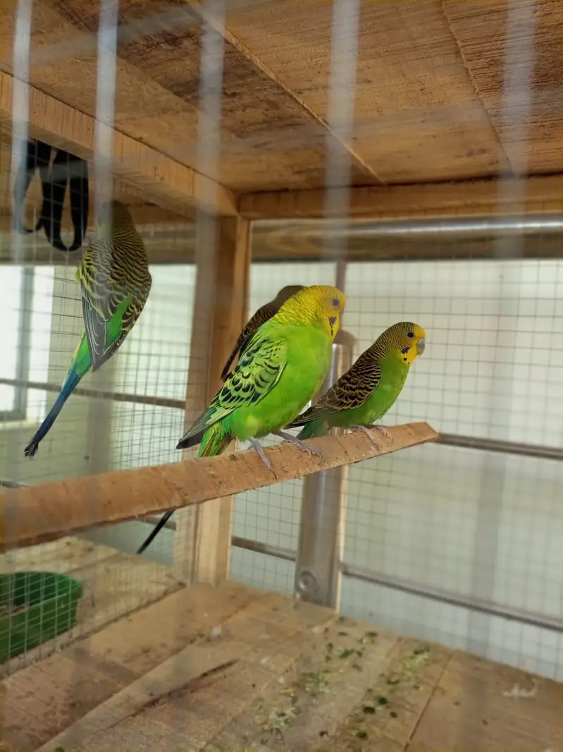budgies, love bird, cocktail, dove — photo 3