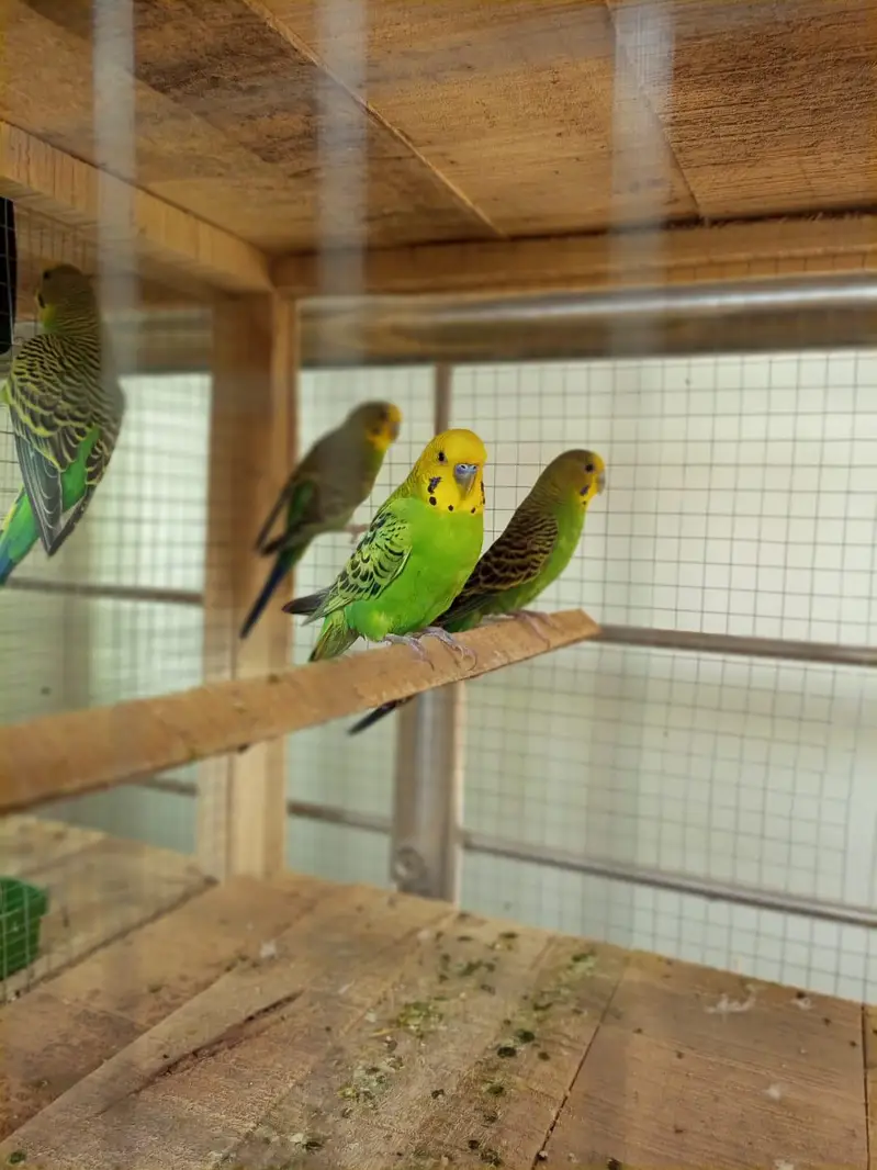 budgies, love bird, cocktail, dove — photo 4