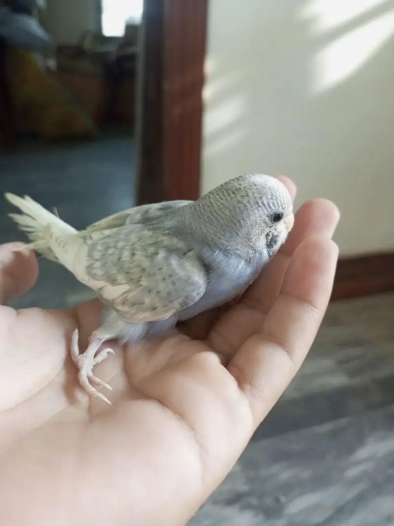 budgies, love bird, cocktail, dove — photo 5