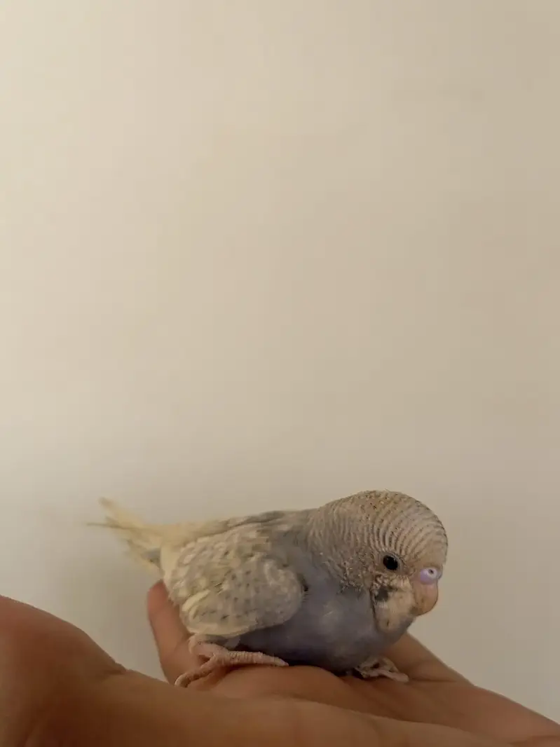 budgies, love bird, cocktail, dove — photo 6