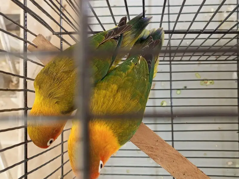 budgies, love bird, cocktail, dove — photo 7