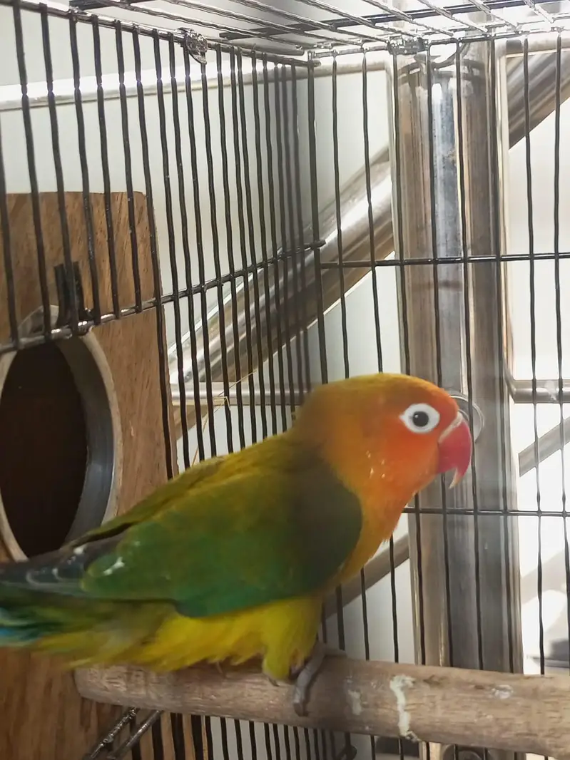 budgies, love bird, cocktail, dove — photo 8