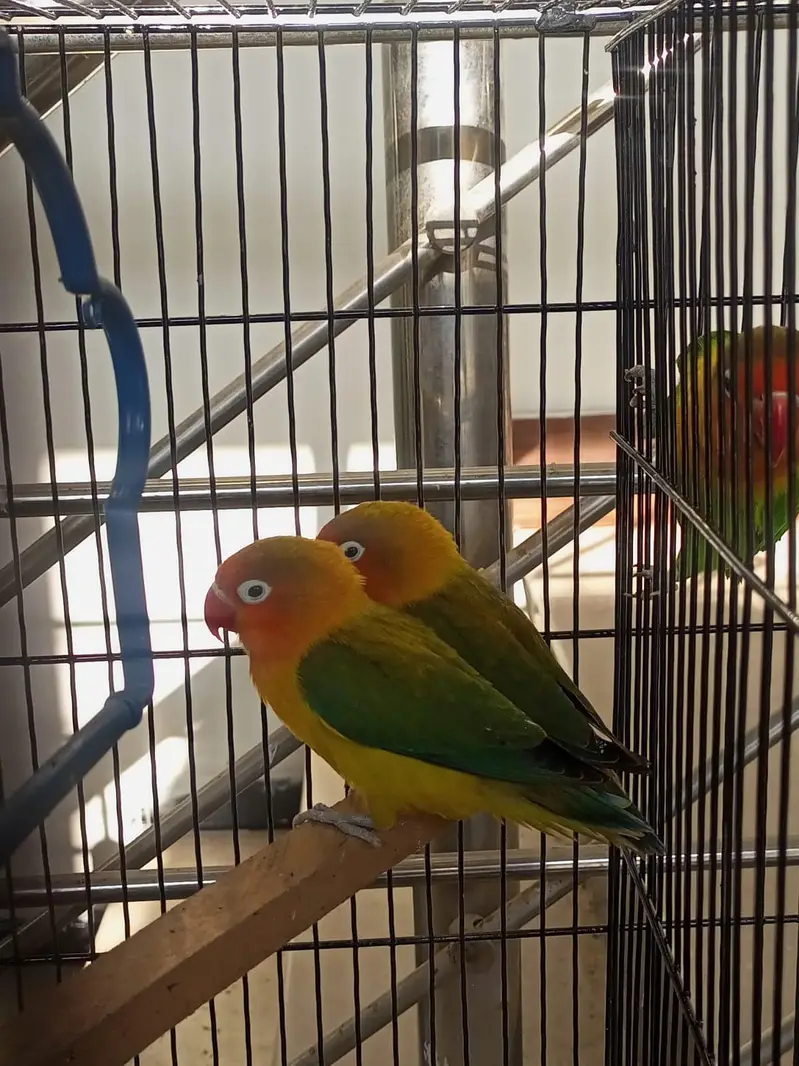 budgies, love bird, cocktail, dove — photo 9