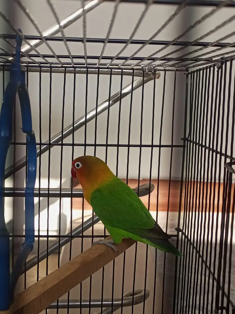budgies, love bird, cocktail, dove — photo 10