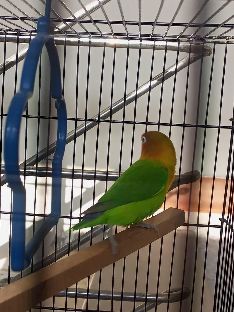 budgies, love bird, cocktail, dove — photo 11