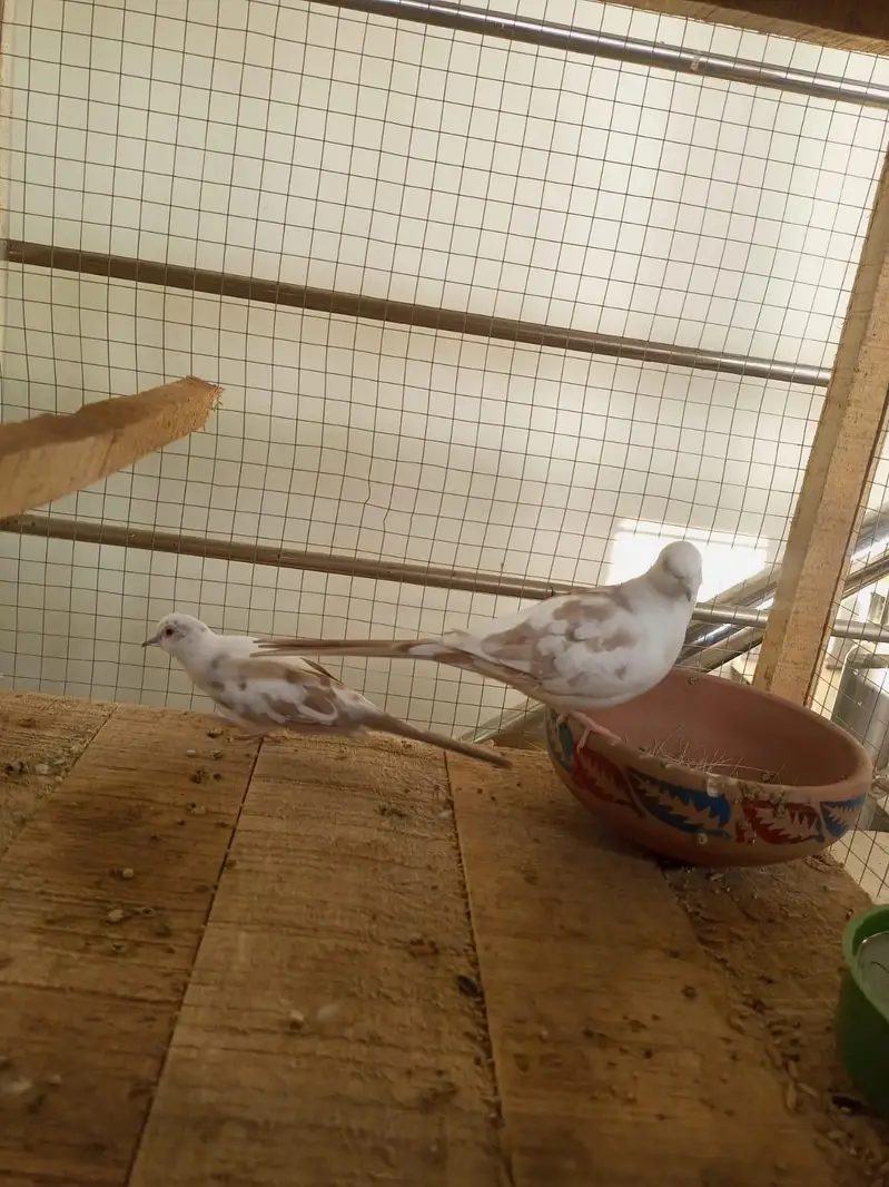 budgies, love bird, cocktail, dove — photo 12